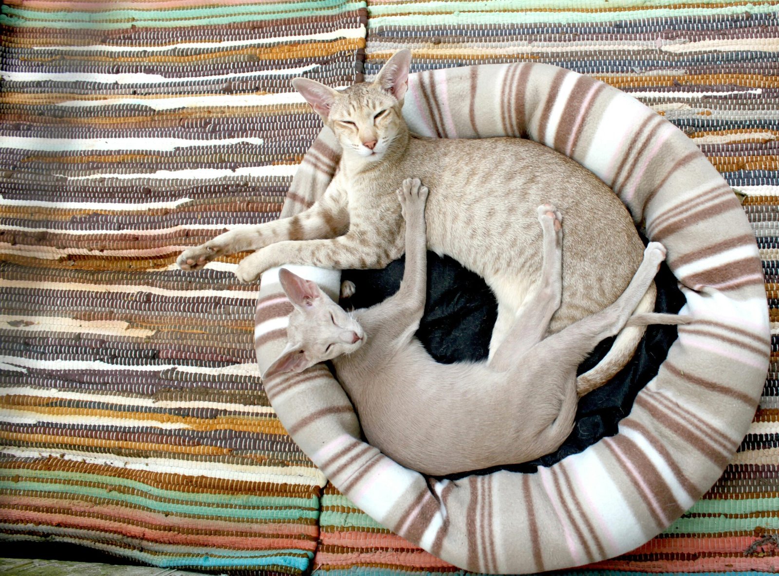 Two Oriental Shorthair cats curled up together on a striped bed, exuding coziness and warmth.