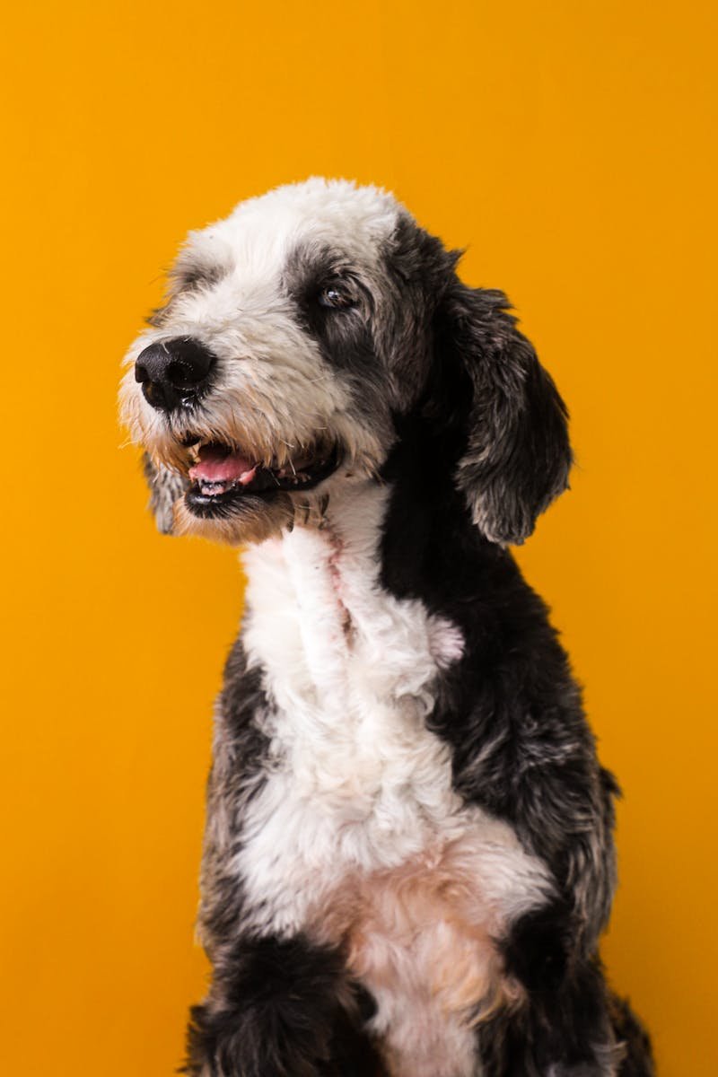 dog, puppy, cute, animal, adorable