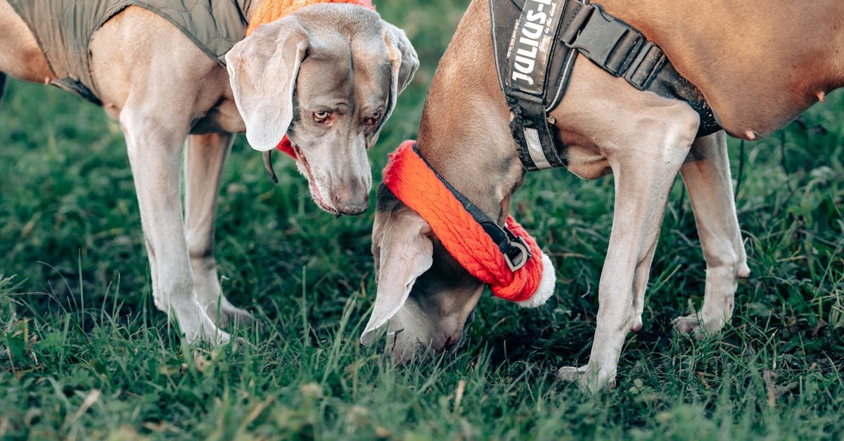A bowl filled with dog food placed on a wooden floor, showcasing pet care essentials.
