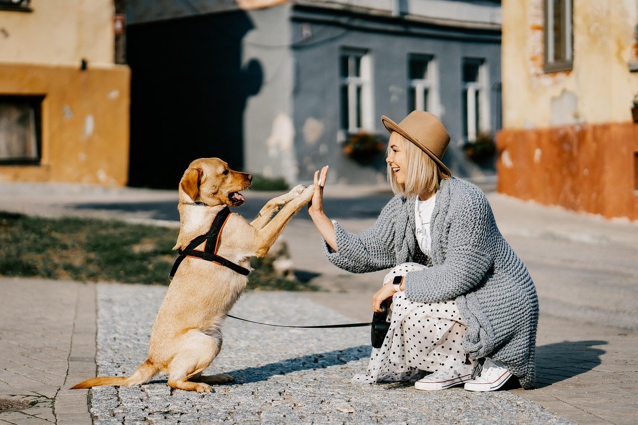 girl, dog, pet, friendship, companion, owner, caucasian, blonde, caucasian female, blonde female, canine, domestic dog, nature, doggy, happy, animal, love, woman, cute, puppy