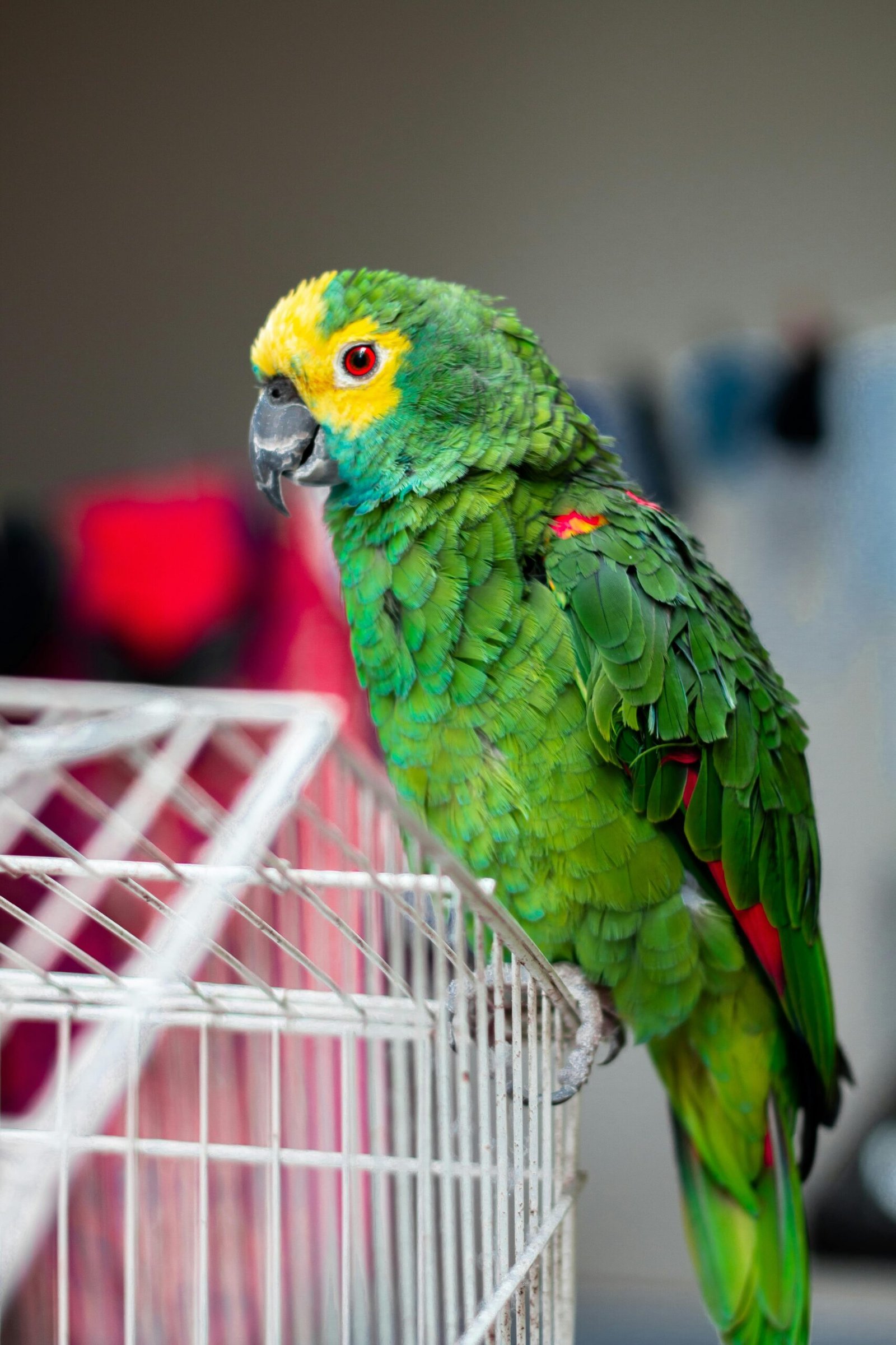 Colorful parrot with vivid feathers perched indoors on a white cage.
